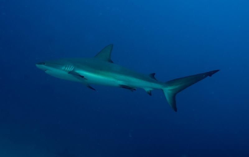 St Martin shark hotel 20 aout 2010_12.jpg